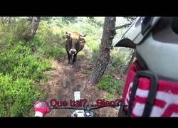 Enlace a David vs Vacas