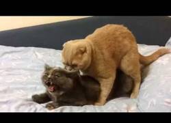 Enlace a La metiste donde no era