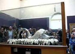 Enlace a El cisne que se mueve desde el Siglo XVIII