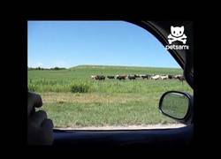 Enlace a ¿Perro pastor? ¿Pa qué?