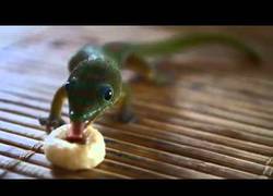 Enlace a Geckos comiendo cereales, ternura máxima