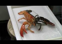 Enlace a Langosta Cruela Devil edition