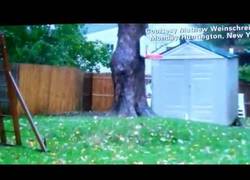 Enlace a La naturaleza odia a los árboles