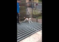 Enlace a Este perro sí que sabe