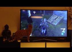 Enlace a Gato confuso en AC3