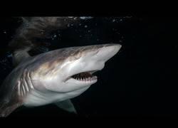 Enlace a Una tortuga marina intenta comerse a un Tiburón