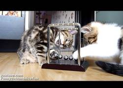 Enlace a Gatos aprendiendo física