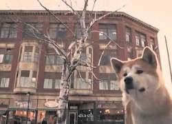 Enlace a La historia de Hachiko, el perro fiel