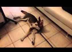 Enlace a Normalmente son los huskies los que tiran de los humanos