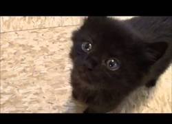 Enlace a 10 razones para adoptar un gatito negro