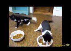 Enlace a Recopilación de los mejores vídeos de gatos de 2012