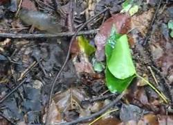 Enlace a Climbing gourami, el pez que sale del agua y camina sobre la tierra