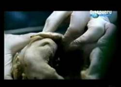 Enlace a Increíble documental sobre lo que un niño de 7 años desarrolló en su interior