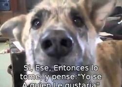 Enlace a Conversando y trolleando a mi perro que habla, lo normal