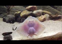 Enlace a ¿Pero qué pokemon es este?