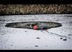 Enlace a Esto es amor por un animal