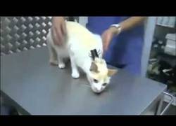 Enlace a Como calmar a un gato con un simple clip