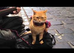 Enlace a Bob, el gato que le cambió la vida a un musico callejero (Inglés)