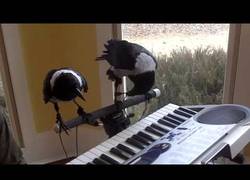 Enlace a Cuando dos cuervos tocan mejor el piano que tú