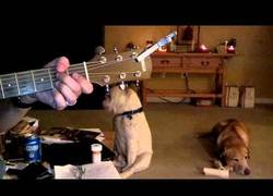 Enlace a Bulldog amante del Blues