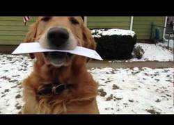 Enlace a Con un perro así, ¿quién necesita un buzón?