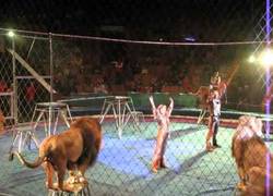Enlace a Los leones se revelan contra el domador en plena actuación de circo (2:50)