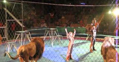 No tengo tele! / Los leones se revelan contra el domador en plena actuación  de circo (2:50)