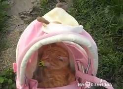 Enlace a Probablemente el gato más paciente del mundo