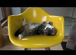 Enlace a Este gato se conforma con muy poco