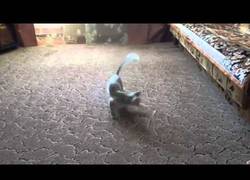 Enlace a A este gato lo vuelven loco con un laser y cuando deja de dar vueltas...