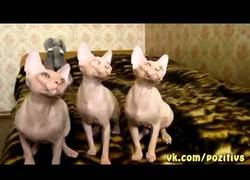 Enlace a ¡Danza sincronizada gatuna!