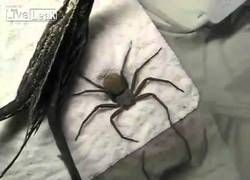 Enlace a Cuando la tarántula ve que su contrincante es superior se entierra para demostrar inferioridad