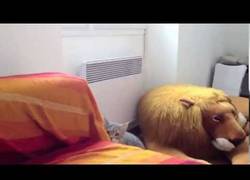 Enlace a Gato intentando meditar sufre un pequeño traspié