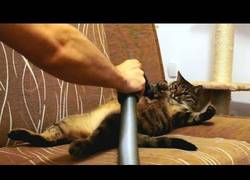 Enlace a La aspiradora es un dulce placer para los gatos