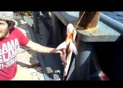 Enlace a Ayudan a parir a un tiburón muerta