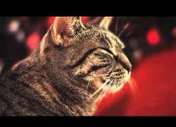 Enlace a El rock se lleva dentro o no se lleva, y este gato sabe de lo que hablo