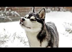 Enlace a Husky Siberiano jugando en la nieve