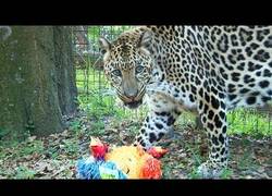 Enlace a ¡El leopardo también tiene derecho a romper la piñata!