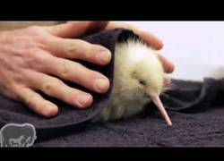 Enlace a Encuentran a un kiwi albino en Nueva Zelanda