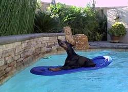 Enlace a A este Doberman no lo sacas de la piscina