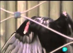 Enlace a Investigación en 8 de los zoos más importantes de España