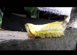 Enlace a Extraña criatura peluda de la Amazonía