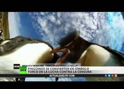 Enlace a Los pingüinos se convierten en el símbolo de la revolución turca