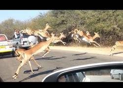 Enlace a Una manada de impalas evaden a un guepardo hambriento entrando a un coche ¡Impresionante!