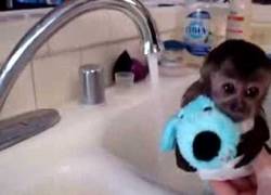 Enlace a El bebé mono más límpio de la selva