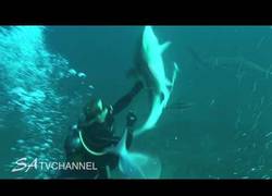 Enlace a Esto es lo que le ha pasado por intentar ayudar a un tiburón