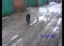 Enlace a Gente salvando animales. Recobramos un poco la fe en la humanidad