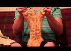 Enlace a No sé si es que al gato le gusta el dubstep o que tiene una paciencia que no te la acabas