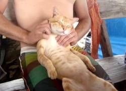 Enlace a El gato goza de un relajante masaje en Tailandia