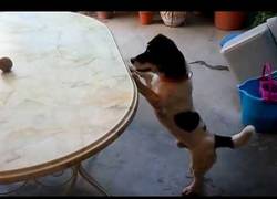 Enlace a ¿Crees que no puede llegar a coger la pelota? Este perro tiene sus métodos para conseguirlo